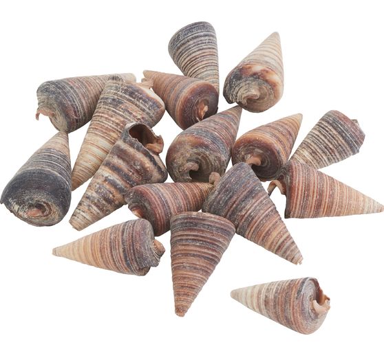 Sea shell "Telescopium"