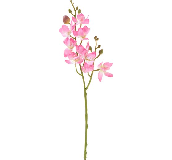 Mini-orchidée phalaenopsis