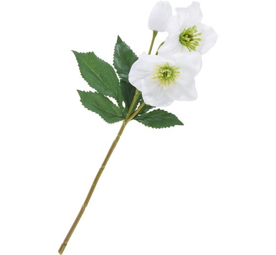 Hellebore