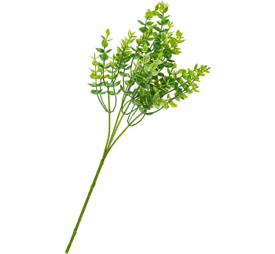 Eucalyptus bush, green