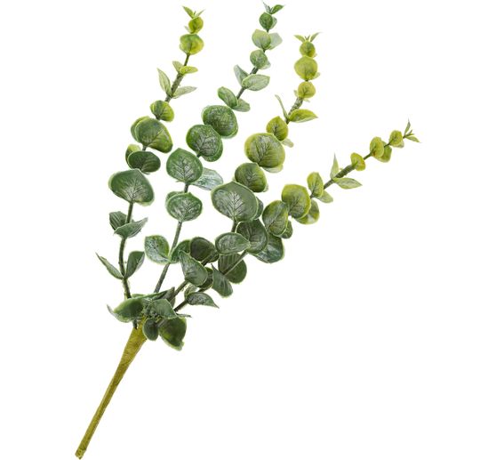 Pique d'eucalyptus &laquo; Cynerea &raquo;
