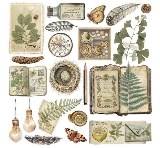 Assortiment de Rub On « Herbarium Silvae »