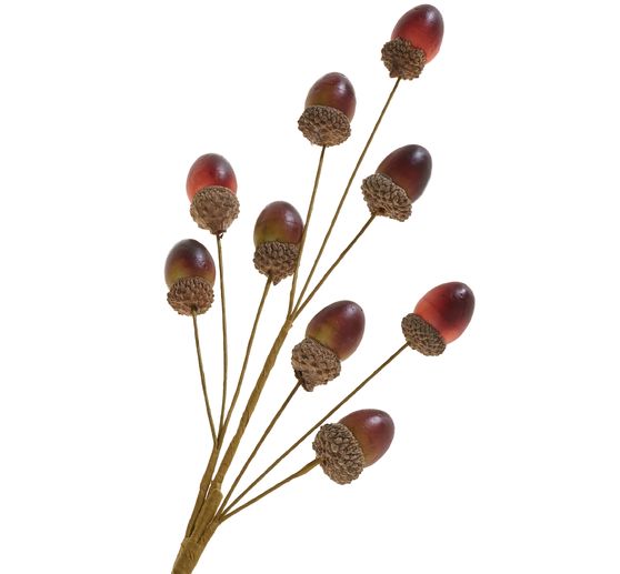 Branche de glands de ch&ecirc;ne