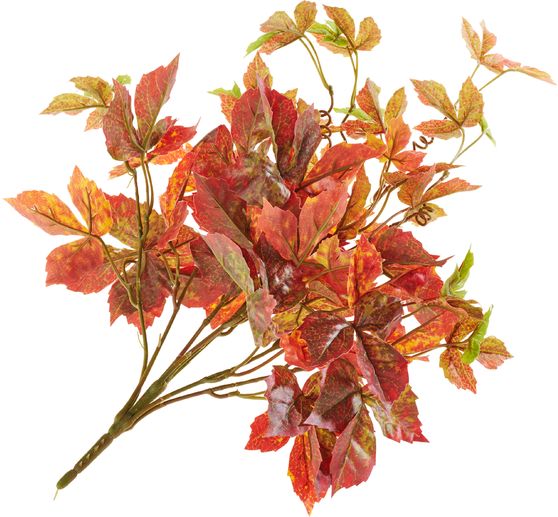 Arbuste de feuilles