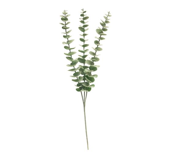 Branche d’eucalyptus « Canberra »