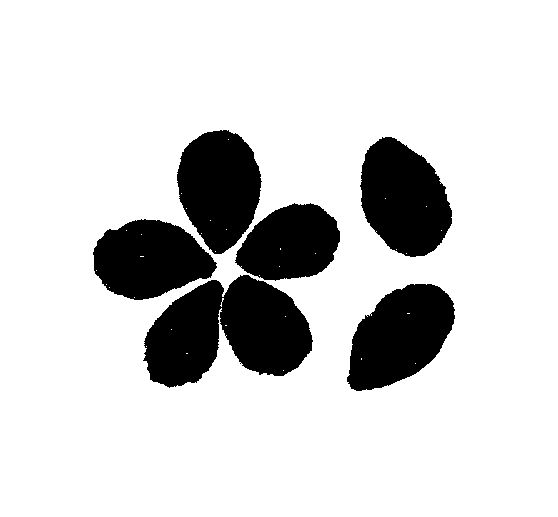 Pinceaux langue de chat « NATURE » VBS, set de 5