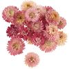 T&ecirc;tes d'immortelles s&eacute;ch&eacute;es Rose