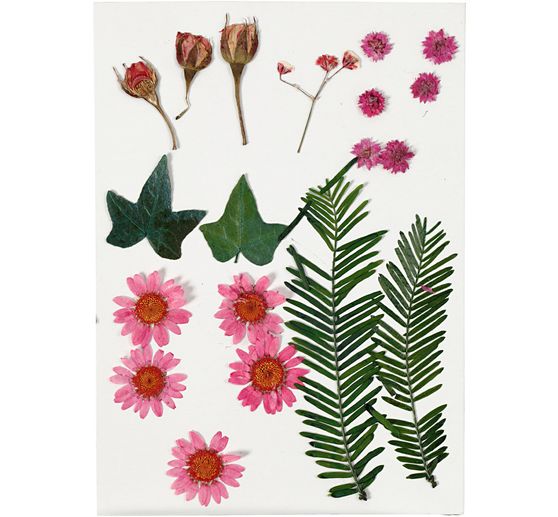 Fleurs et feuilles pressées, 19 pc.