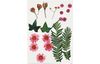 Fleurs et feuilles pressées, 19 pc.