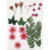 Fleurs et feuilles pressées, 19 pc. Rose