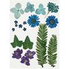 Fleurs et feuilles pressées, 19 pc. Bleu