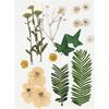 Fleurs et feuilles pressées, 19 pc. Blanc naturel