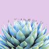 Serviette « Succulente »