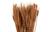 Dried flowers "Wheat Grass", L approx. 65 - 70 cm