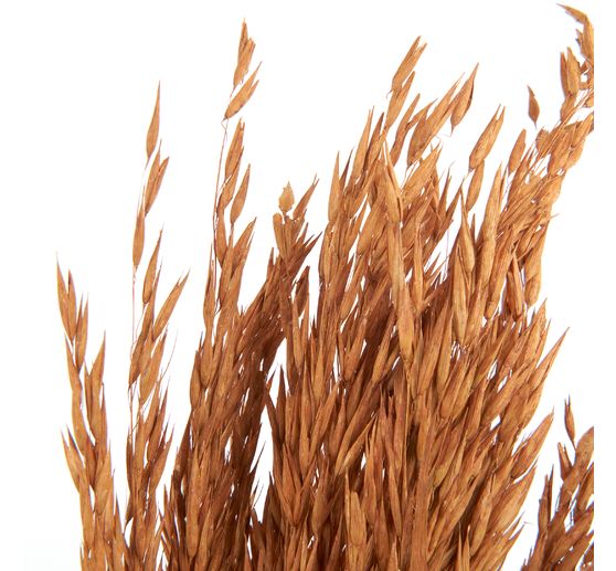 Fleurs séchées « Oat Grass »