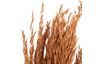 Fleurs séchées « Oat Grass »