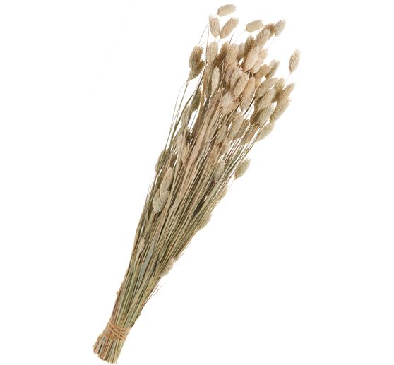 Fleurs séchées « Phalaris »