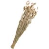 Fleurs séchées « Phalaris » Naturel