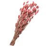 Fleurs séchées « Phalaris », L env. 55 cm, env. 120 g Rose