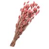 Fleurs séchées « Phalaris » Rose
