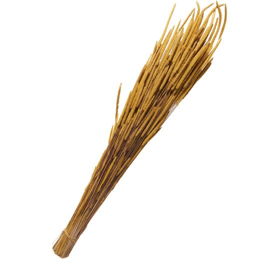 Fleurs séchées « Phleum pratensis »