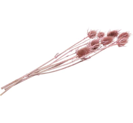 Fleurs séchées « Cardère à foulon », env. L 55 cm