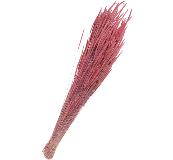 Fleurs séchées « Phleum pratensis »