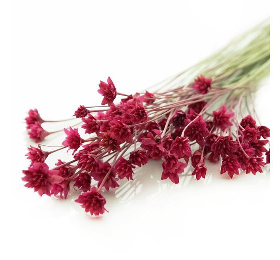 Hillflower