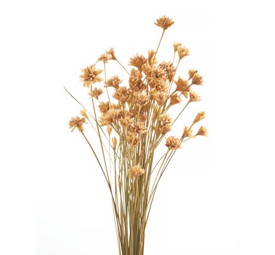 Hillflower