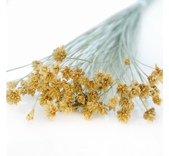 Hillflower