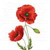 Napkin "Glowing poppy"