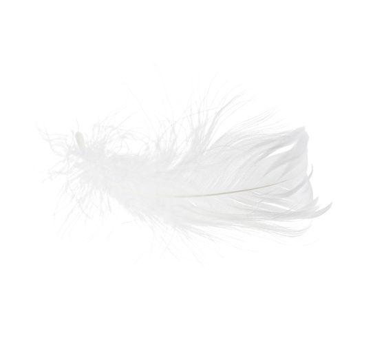 Plumes d'oie
