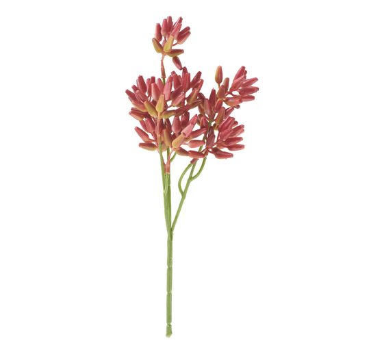 Succulent branch