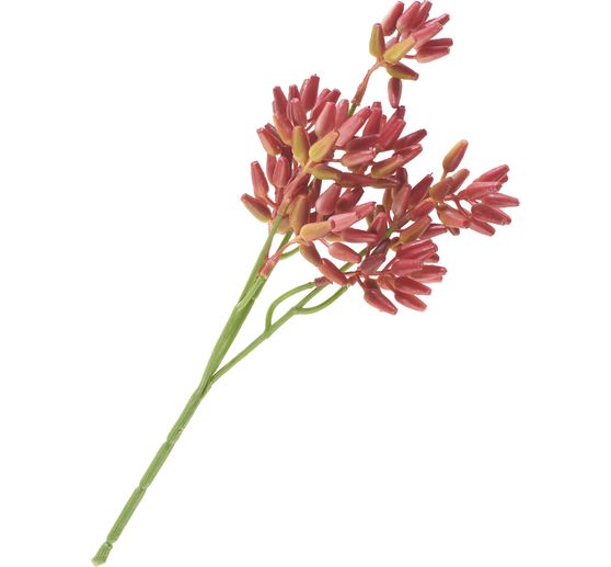 Tige de succulentes