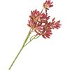 Tige de succulentes Rouge