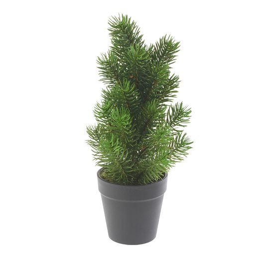 Sapin en pot « Rory », env. H 32 cm