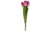 Tulipe à tige unique