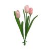 Tulipe à tige unique Rose