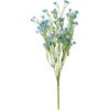 Knautie des champs « Evergreen » Bleu