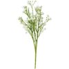 Knautie des champs « Evergreen » Blanc