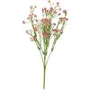 Knautie des champs « Evergreen » Rose
