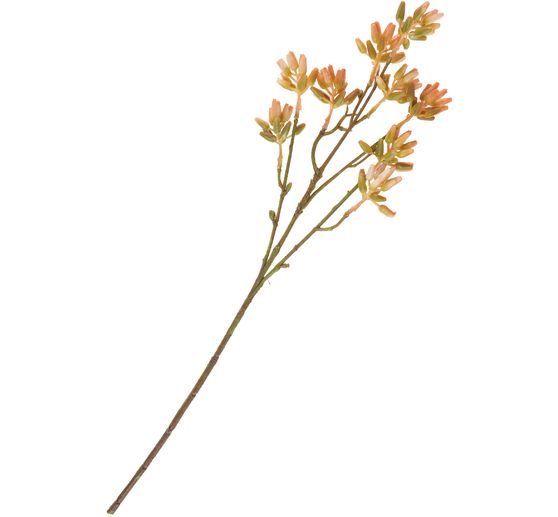 Tige de succulentes