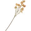Tige de succulentes Orange