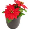 Poinsettia en pot « Gloria » Rouge