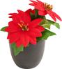 Poinsettia en pot « Gloria »