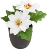 Poinsettia en pot « Gloria »