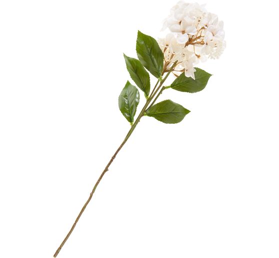 Hydrangea with two flowers