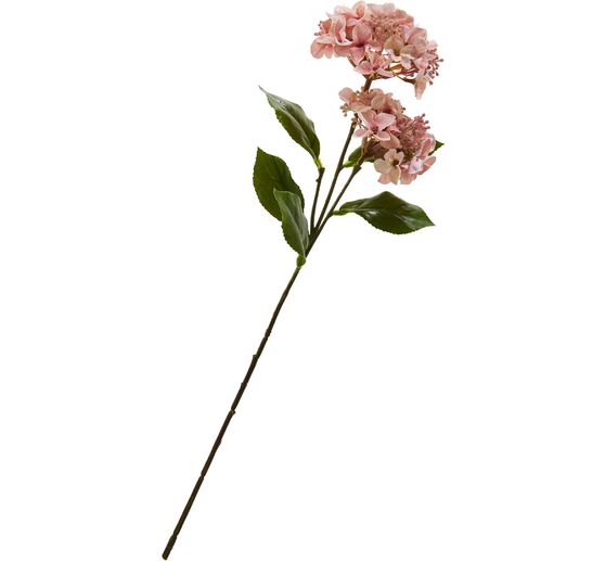 Hydrangea with two flowers