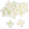 Fleurs d'hortensia Cream