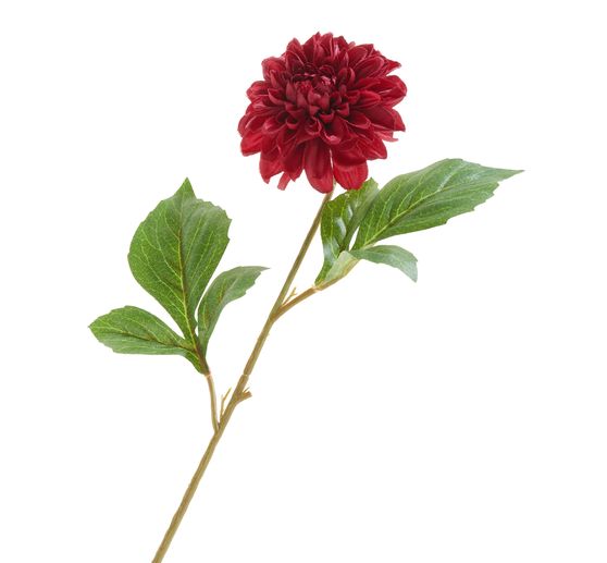 Dahlia &laquo; George Spray &raquo;